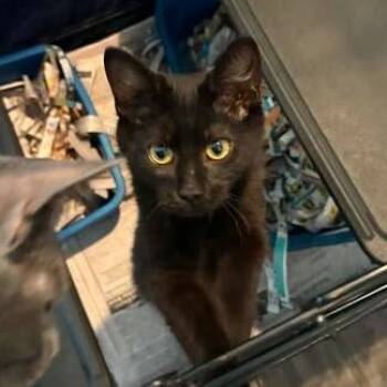 Octavia -  Domestic Short Hair Cat for Adoption in Washington, District Of Columbia - Octavia | PetCurious