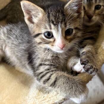 Ariel -  Domestic Short Hair Cat Available for Adoption in Crookston, Minnesota - Ariel | PetCurious