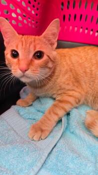 Domestic Short Hair Cats Available for Adoption - Eddy Kitty | PetCurious