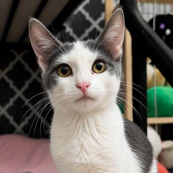 Phil DeVille -  Domestic Short Hair Cat for Adoption in Antioch, California - Phil DeVille | PetCurious