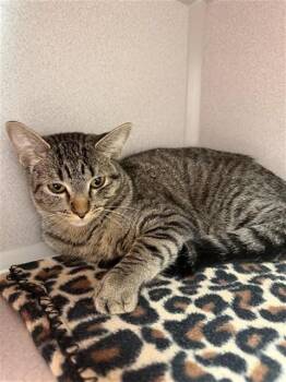 Domestic Short Hair Cats Available for Adoption in Omaha, Nebraska - CHAMAKA | PetCurious