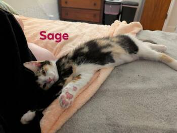 Domestic Short Hair Cats Available for Adoption in Champaign, Illinois - Sage | PetCurious