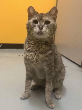 Cinder -  Domestic Short Hair Cat Available for Adoption in Boyne City, Michigan - Cinder | PetCurious