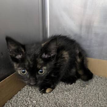 Finger Lakes 10/7 kitten 2 -  Domestic Short Hair Cat for Adoption in Columbia, Missouri - Finger Lakes 10/7 Kitten 2 | PetCurious