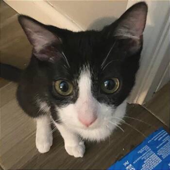 Freddie -  Domestic Short Hair and American Shorthair Cat for Adoption in Houston, Texas - Freddie | PetCurious