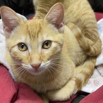 Little Caesar -  Domestic Short Hair Cat for Adoption in Concord, New Hampshire - Little Caesar | PetCurious