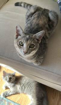 Rescue Domestic Long Hair Cats for Adoption in Timberlea, Nova Scotia - E-Girls, Estella And Eleanor | PetCurious