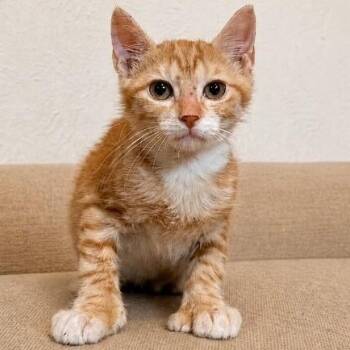Garbanzo Bean -  Extra Toes Cat Hemingway Polydactyl and Tabby Cat for Adoption in Friendswood, Texas - Garbanzo Bean | PetCurious