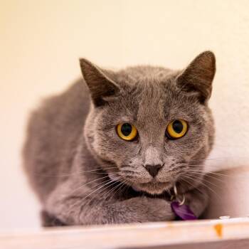 Rescue Domestic Short Hair Cats for Adoption in Long Beach, California - Gumdrop | PetCurious