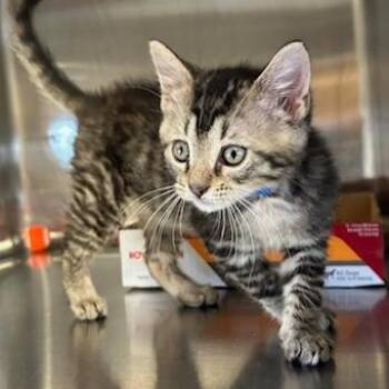 Domestic Short Hair Cats Available for Adoption in Knoxville, Tennessee - Penny | PetCurious
