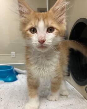 Scallywag -  Domestic Short Hair Cat for Adoption in Christiansburg, Virginia - Scallywag | PetCurious