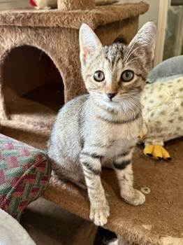 Rescue Domestic Short Hair and Tabby Cats for Adoption in Texarkana, Texas - Maggie | PetCurious