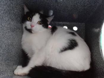 Domestic Short Hair Cats Available for Adoption - DIANA | PetCurious