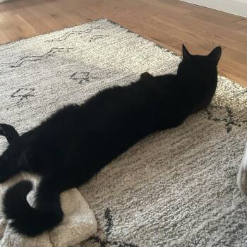 Ben -  Domestic Short Hair Cat for Adoption in Wakefield, Massachusetts - Ben | PetCurious