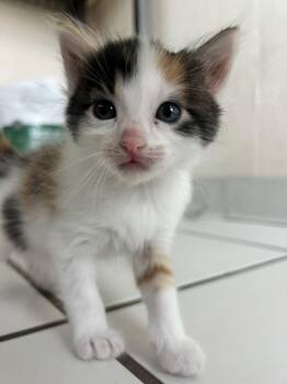 Domestic Long Hair Cats Available for Adoption in Manhattan Beach, California - Ms Fluffs Orange And Kitties! | PetCurious