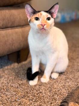 Storm -  Domestic Short Hair and Turkish Van Cat for Adoption in Houston, Texas - Storm | PetCurious