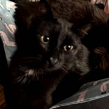 Domestic Short Hair Cats Available for Adoption in Long Beach, California - Bennie | PetCurious