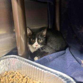 Power Puff -  Domestic Short Hair Cat for Adoption in Pauls Valley, Oklahoma - Power Puff | PetCurious