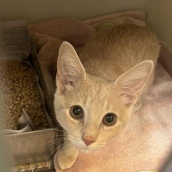 71357 -  Domestic Short Hair Cat for Adoption in Harrisonburg, Virginia - 71357 | PetCurious
