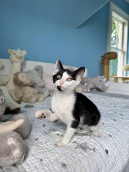 Mako -  Domestic Short Hair Cat for Adoption in Ramsey, New Jersey - Mako | PetCurious