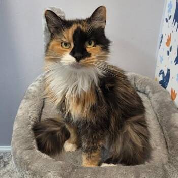 Domestic Long Hair Cats Available for Adoption - Qwixi Pixie | PetCurious
