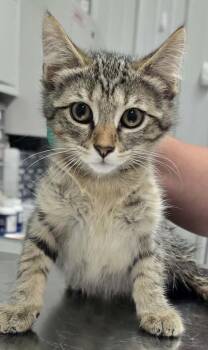 Betty -  Domestic Short Hair Cat for Adoption in Hillsdale, Indiana - Betty | PetCurious