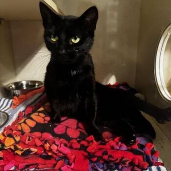 Mochi -  Domestic Short Hair Cat for Adoption in Hutchinson, Minnesota - Mochi | PetCurious