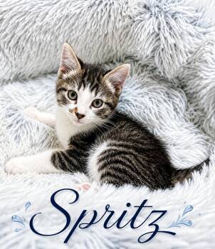 Spritz -  Domestic Short Hair Cat for Adoption in Newport, Kentucky - Spritz | PetCurious