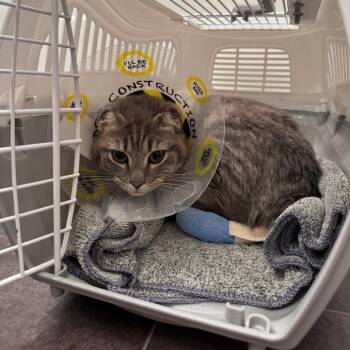 Domestic Short Hair Cats Available for Adoption in Clavet, Saskatchewan - Ella | PetCurious