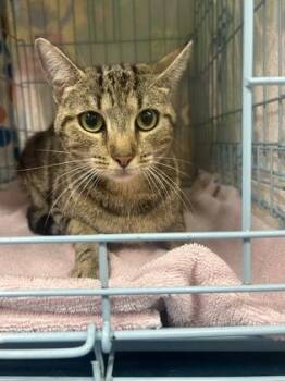 Tinker bell -  Domestic Short Hair Cat for Adoption in Gainesville, Florida - Tinker Bell | PetCurious