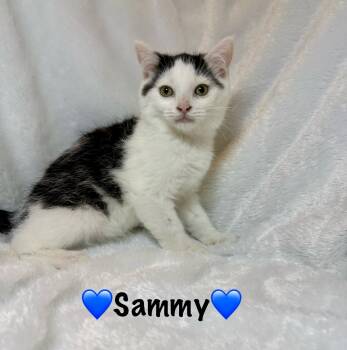 Rescue Domestic Medium Hair Cats for Adoption in Copley, Ohio - Sammy | PetCurious