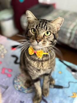 Rescue Tabby Cats for Adoption - Grayson | PetCurious