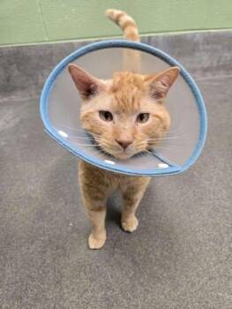 Domestic Short Hair Cats Available for Adoption - Winston | PetCurious