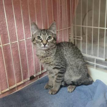 Willow -  Domestic Short Hair Cat for Adoption in Salisbury, Massachusetts - Willow | PetCurious