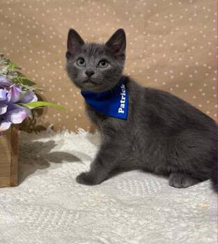Domestic Short Hair Cats Available for Adoption in Groveland, Massachusetts - Patrick | PetCurious