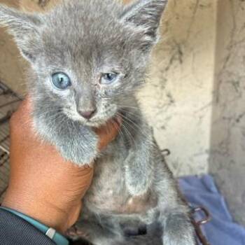 Nick -  Domestic Short Hair Cat for Adoption in West Palm Beach, Florida - Nick | PetCurious