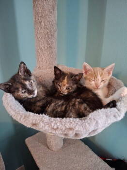 Rescue Domestic Short Hair Cats for Adoption in Rockaway, New Jersey - Pinky KITTEN | PetCurious