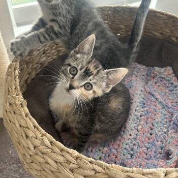 Domestic Short Hair Cats Available for Adoption in Morrison, Colorado - Fig Van Byssum | PetCurious