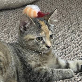 Saffron (Oakgrand Kitten 4 -  Domestic Short Hair Cat for Adoption in Westport, Connecticut - Saffron (Oakgrand Kitten 4 | PetCurious