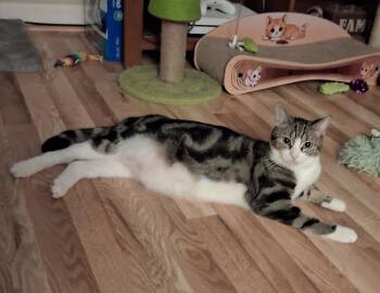 Tabby Cats Available for Adoption in Greenville, Delaware - Rocco W/Sandy (FCID# 08/15/25-113 Willow Grove PS) | PetCurious