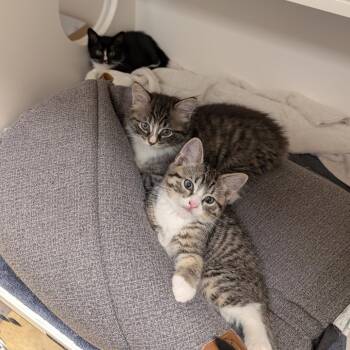 Rhinestone -  Domestic Short Hair Cat for Adoption in Philadelphia, Pennsylvania - Rhinestone | PetCurious