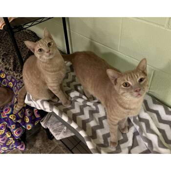 Rescue Domestic Short Hair Cats for Adoption in Bloomington, Indiana - John | PetCurious