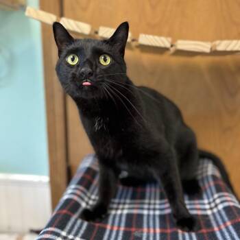 Domestic Short Hair Cats Available for Adoption in Fargo, North Dakota - Wakko | PetCurious