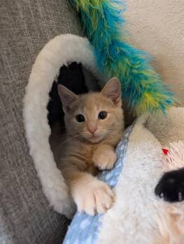 Queso -  Domestic Short Hair Cat for Adoption in Westfield, Wisconsin - Queso | PetCurious