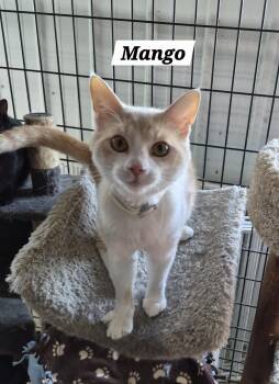 Mango -  Domestic Short Hair Cat for Adoption in Urbana, Ohio - Mango | PetCurious