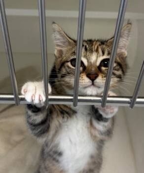 Hazelnut -  American Shorthair Cat for Adoption in Greenfield, Indiana - Hazelnut | PetCurious