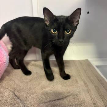 Trinket -  Domestic Short Hair Cat for Adoption in Sarasota, Florida - Trinket | PetCurious
