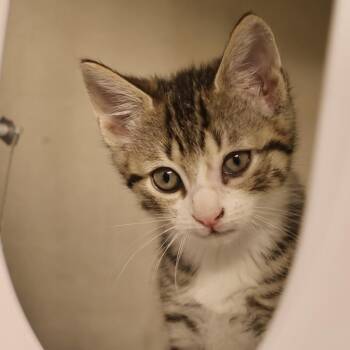 Willy -  Domestic Short Hair Cat for Adoption in Briarcliff Manor, New York - Willy | PetCurious