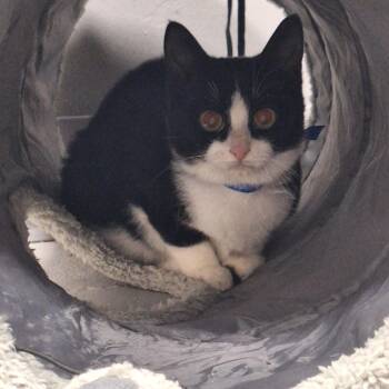 Skully -  Domestic Short Hair Cat for Adoption in Rock Hill, New York - Skully | PetCurious
