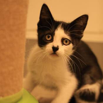 IHazSox -  Domestic Short Hair Cat for Adoption in Topeka, Kansas - IHazSox | PetCurious